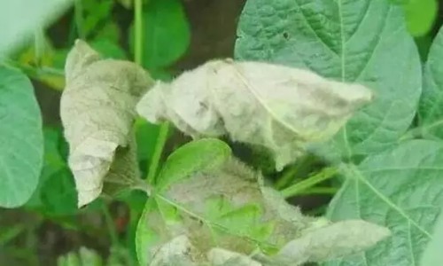 感染尖锐疣有什么症状图片-感染尖锐疣有什么症状网 - 为你提供感染尖锐湿疣有什么症状、感染尖锐多久开始长疣体